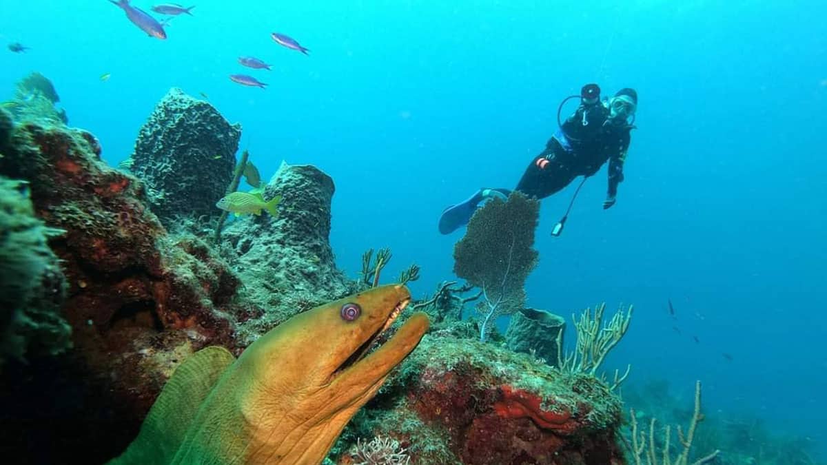 60'-reef-dive-on-the-Diveboat-Diversity